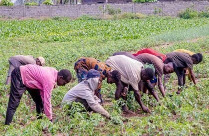 emploi togo agricole 1